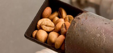 Granos tostados: los tostados más oscuros tienen menos cafeína