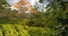 Los cafetos se cultivan en regiones tropicales y subtropicales del mundo.